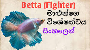 Betta Fish Tank Mates In Sinhala Youtube