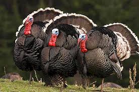 Prices of restaurants, food, transportation, utilities and housing are included. How To Increase Turkey Egg Production At Home Poultry Farming