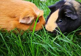 What size cage does a guinea pig need. Putting Guinea Pigs Together Publications Guides Our Stories Four Paws International