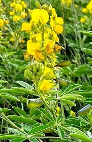 Image result for Crotalaria polytricha