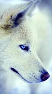 Free shipping for many items! Cool White Wolf Wallpaper Kolpaper Awesome Free Hd Wallpapers