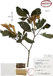 Image result for Tabernaemontana eglandulosa