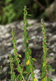 Image result for Coleus kapatensis