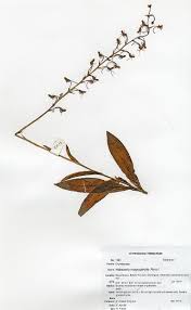 Image result for Habenaria malacophylla