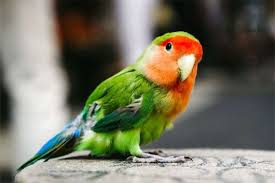 To search on pikpng now. Koleksi Gambar Burung Indah Aneka Warna Worldofghibli Id