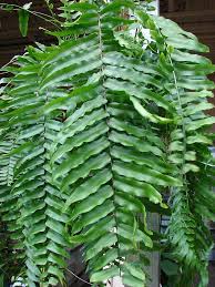Image result for Nephrolepis biserrata