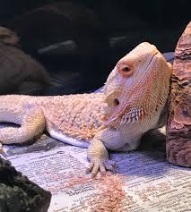 My One Year Old Bearded Dragon Ontario Bearded Dragon Cute Cute Lizard Cute Reptiles