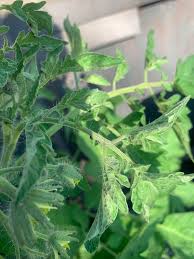 Image result for BLACKFLY ON TOMATO PLANTS