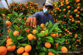 Tidak ada entri selama 6 tingkat di dalam tabel, sehingga vlookup mencari kecocokan tertinggi berikutnya yang lebih rendah dari 6, dan menemukan nilai 5, yang terkait dengan nama. Jeruk Lokal Hampir Tak Pernah Digunakan Untuk Imlek