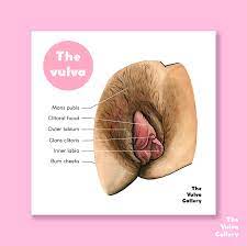 The Vulva Anatomy Educational Art Print The Vulva - Etsy Nederland