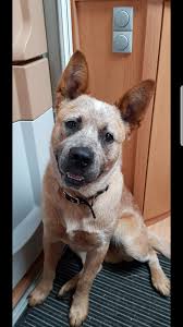 Australian cattle dog information including personality, history, grooming, pictures, videos, and the akc breed standard. Hunde Rassehunde Cattle Dog Tieranzeigen