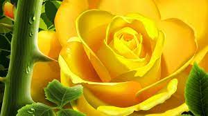 Yellow Rose Flowers Pictures Beautiful Rose Flower Wallpaper Backgrounds Desktop Background Rose Flower Pictures Rose Flower Wallpaper Yellow Rose Flower