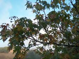 The leaves are up to 40 cm (15.75 in) in diameter. Acer Macrophyllum Big Leaf Maple