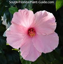 A hardy hibiscus can be grown as a shrub, or trained into a tree shape. Hibiscus Tree
