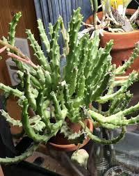 Image result for Euphorbia halipedicola