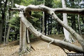 Managers At Sleeping Bear Dunes Want Take Down More Diseased Beech Trees Michigan Radio