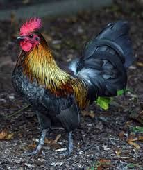 Demikian informasi terkait dengan mewarnai gambar ayam terbaru, semoga bermanfaat untuk anda. Mewarnai Gambar Ayam Mewarnai Gambar