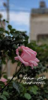 ورد صباحيات صباح الخير صباح الورد صور خلفيات اقتباسات كلام daisy art snap quotes rose