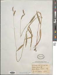 Image result for Urochloa eminii