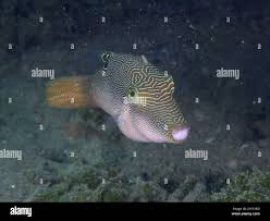 Image result for Commelina petersii