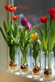 Prachtige Winterpflanzen Blumenzwiebeln Zu Hause Zuchten Tulpenzwiebeln Pflanzen Pflanzideen