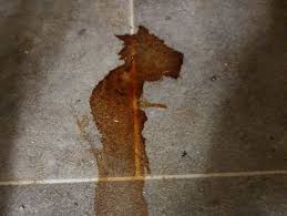 Schleim im stuhl nicht immer ein alarmsignal gesundheits frage de. Urin Und Kottelkunde