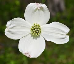 Check spelling or type a new query. Buy Flowering Dogwood Tree Seed Grow Kit The Jonsteen Company Online In Vietnam B00hylj9ci