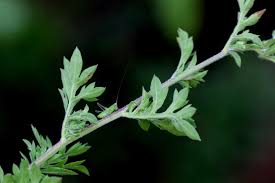 Image result for Schistostephium crataegifolium