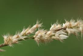 Image result for Enneapogon cenchroides