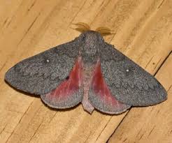 Image result for Hubbardochloa gracilis