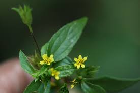 Image result for Synedrella nodiflora