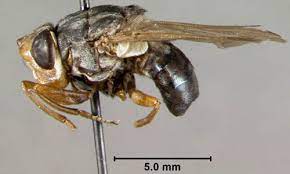 Check spelling or type a new query. Larva Human Botfly Ulat Parasit Yang Hidup Menumpang Di Bawah Lapisan Kulit Anda Iluminasi