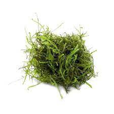We did not find results for: Java Moss Buce Plant