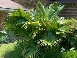 Image result for Livistona chinensis