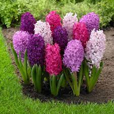 Longfield Gardens Hyacinth Fierce Mix Bulbs 15 Pack 11000117 The Home Depot Bulb Flowers Fragrant Flowers Beautiful Flowers