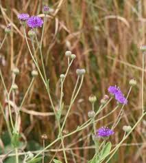 Image result for Erlangea