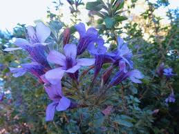 Image result for Dyschoriste transvaalensis