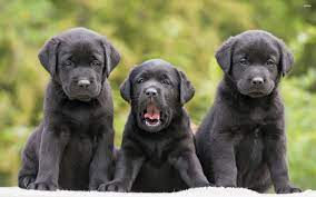 Il labrador è un cane buonissimo, e ubbidientissimo. Cani Da Compagnia Ecco Le 10 Razze Canine Piu Adatte Per I Bambini Mio Labrador