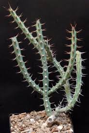 Image result for Euphorbia schinzii