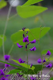 Image result for Justicia tenella