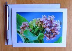 Flower Note Card Milkweed Honey Bee Note Card Stationery Blank Cards Nature Cards Flower Cards Photo Note Card Photo Note Cards Flower Cards Nature Card