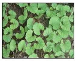 Image result for Merremia emarginata