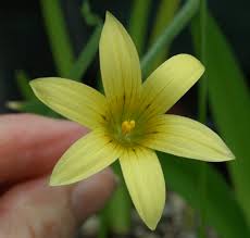 Image result for Romulea camerooniana