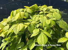 Image result for Dioscorea hirtiflora