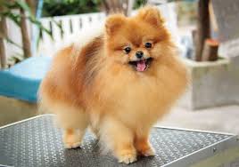 Pomeranian Breeds