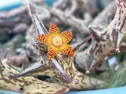 Image result for Orbea schweinfurthii