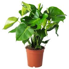 Root nodes and air roots: Monstera Swiss Cheese Plant Potted Plant Ikea