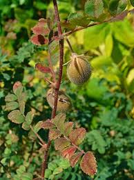 Image result for Cicer arietinum