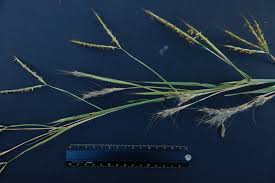 Image result for Andropogon gayanus