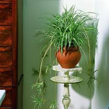 Huaesin pianta finta cadente 3.4 ft piante. Piante Ricadenti Piante Per Giardino Varieta Piante